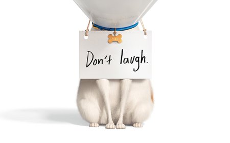 Download The Secret Life of Pets 2 (2019)