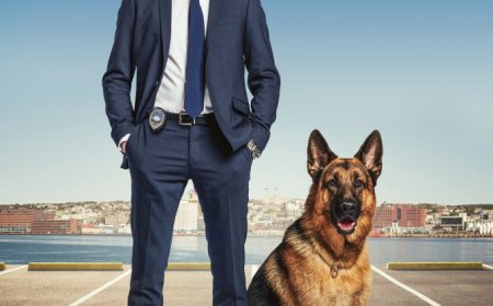 Download Hudson & Rex S01 – S03